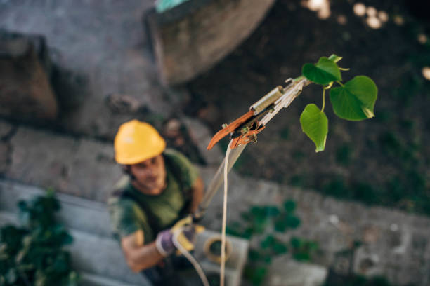 Tree Branch Trimming in Gardendale, AL